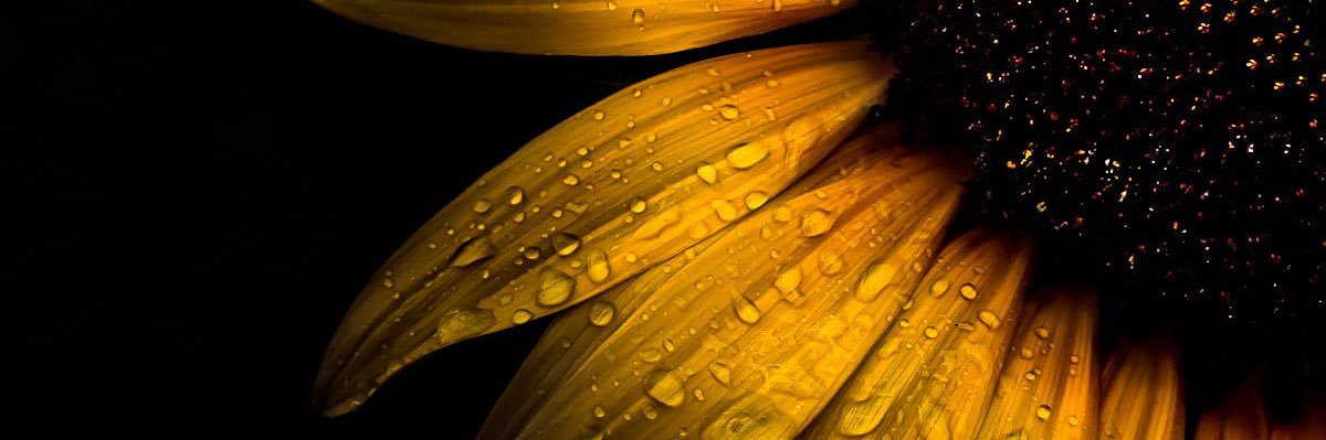 trishaaia's profile banner image