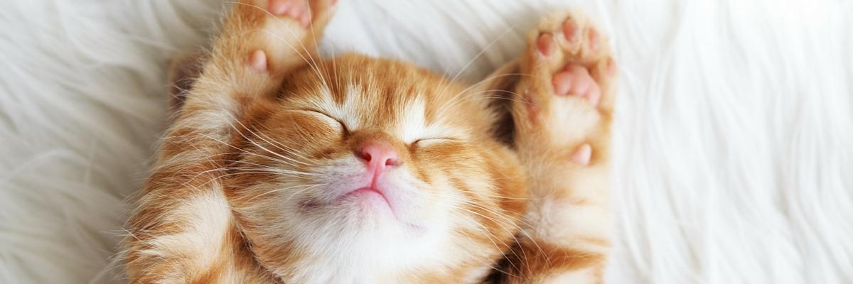 Franimals_org's profile banner image