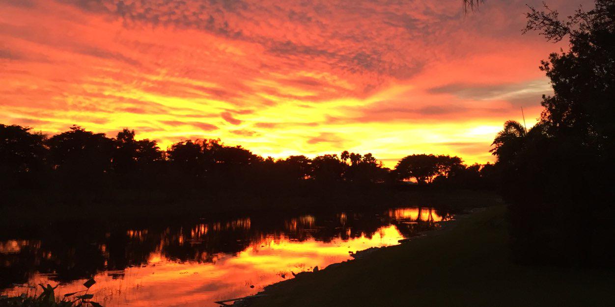 allison krause banner