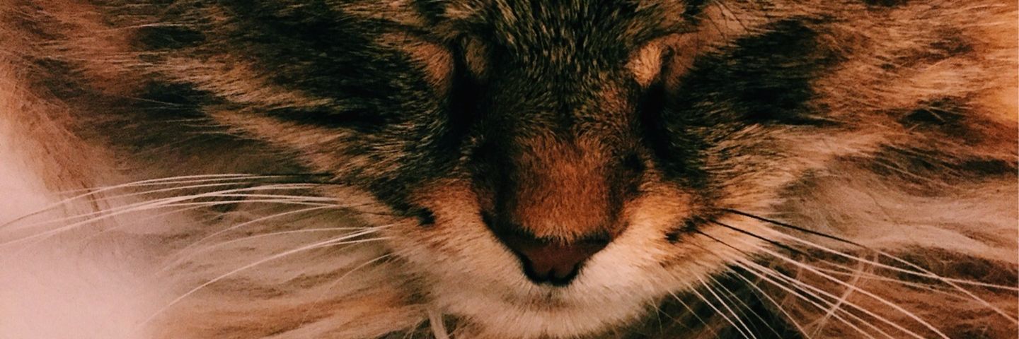 ChandelierSoup's profile banner image