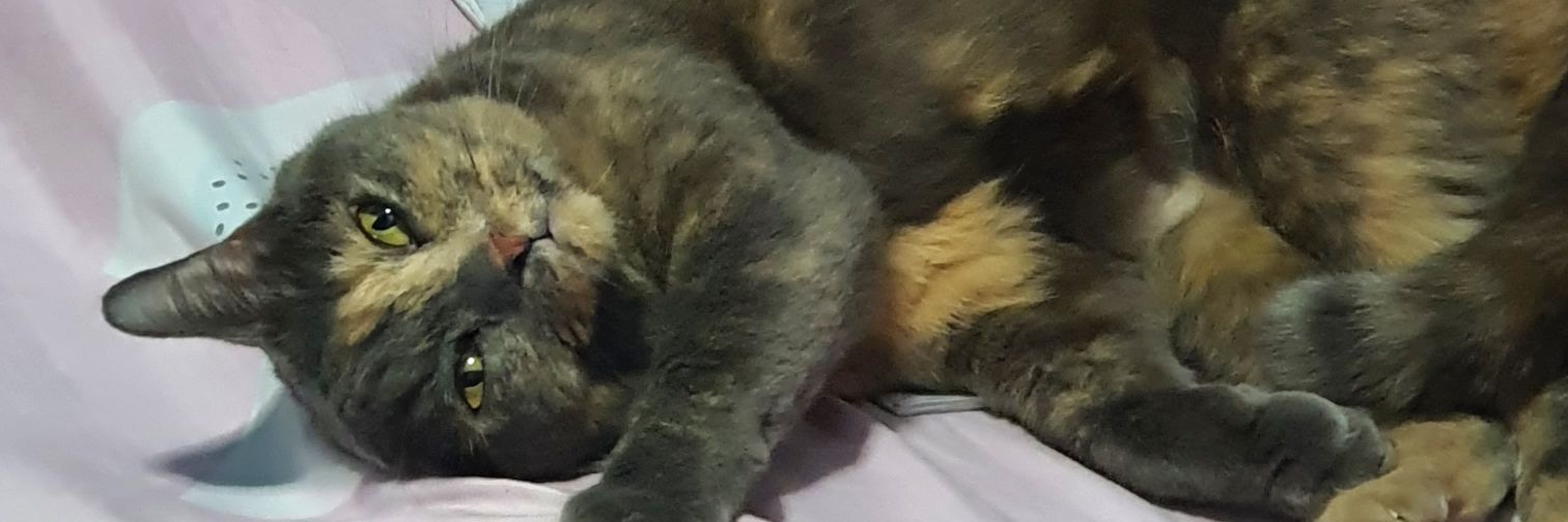 kknbelle's profile banner image