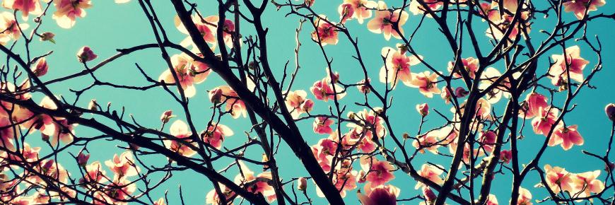 hemali chhapia banner