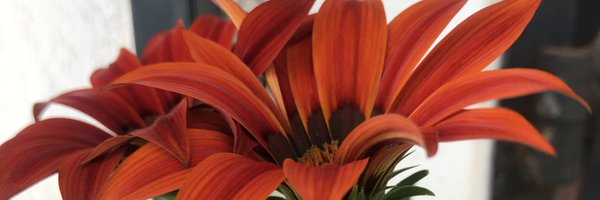 shironjagi Profile Banner