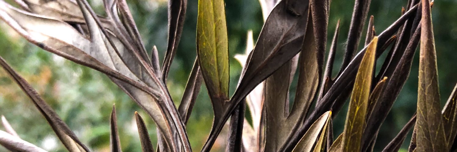 BrewingReveries's profile banner image