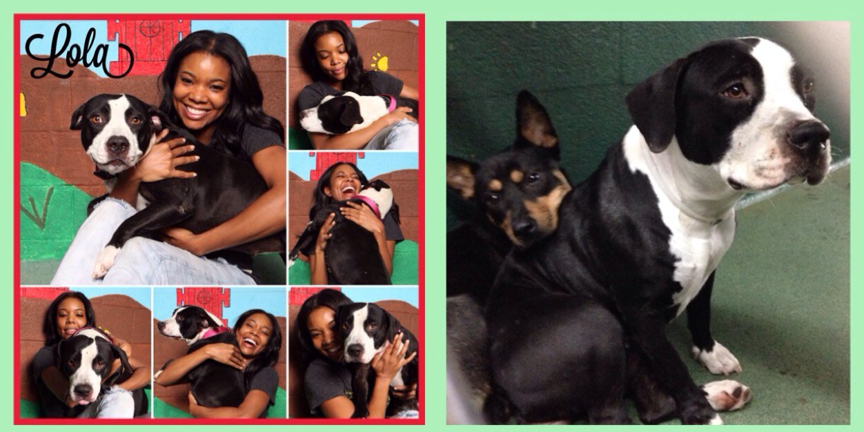 Urgent Dogs of Miami banner