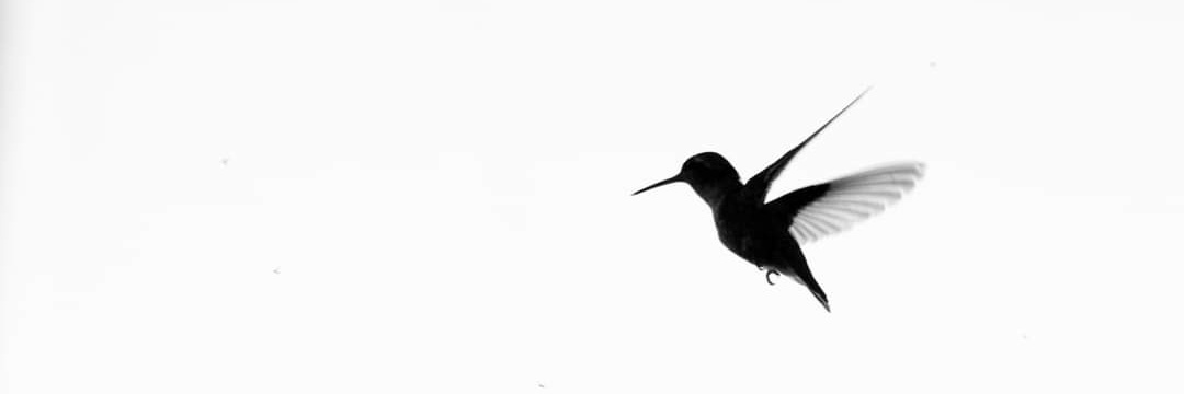 Rocio_Chr's profile banner image