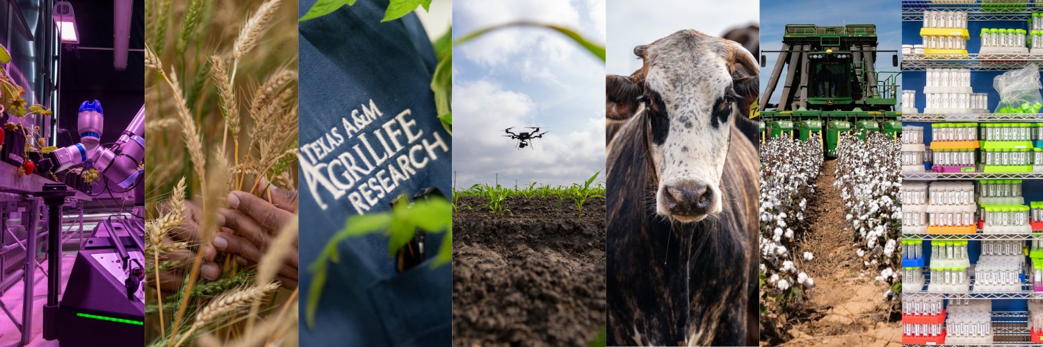 Texas A&M AgriLife Research banner