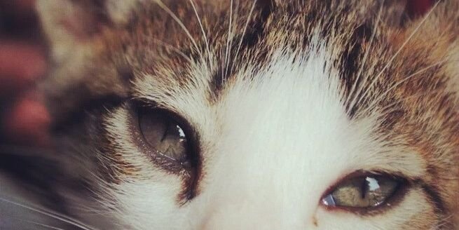 miss_frantastic's profile banner image