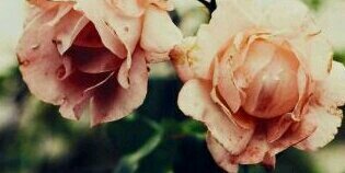 jessicacouston's profile banner image