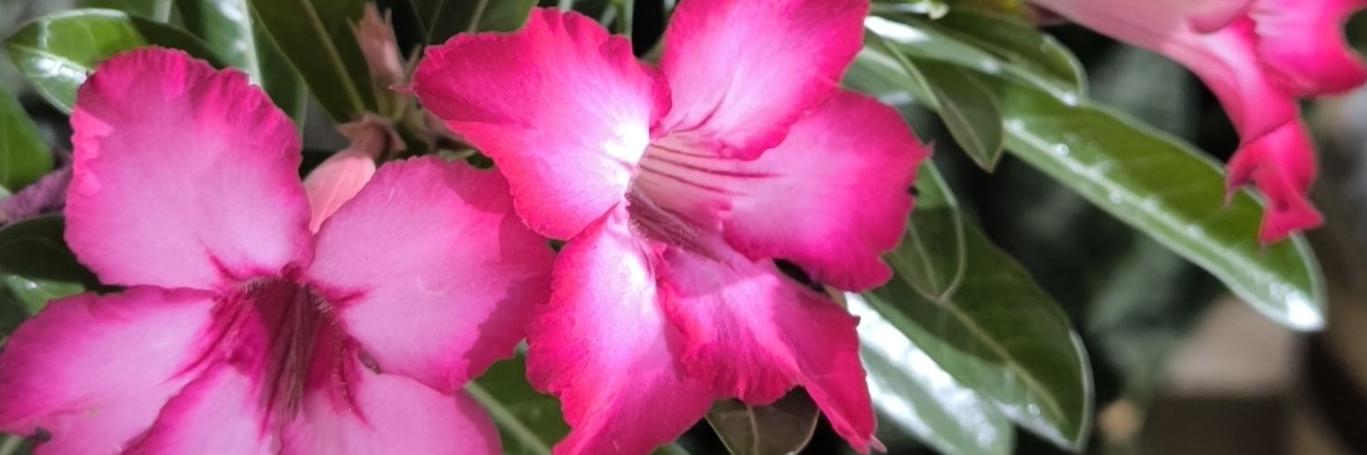pati_lima's profile banner image