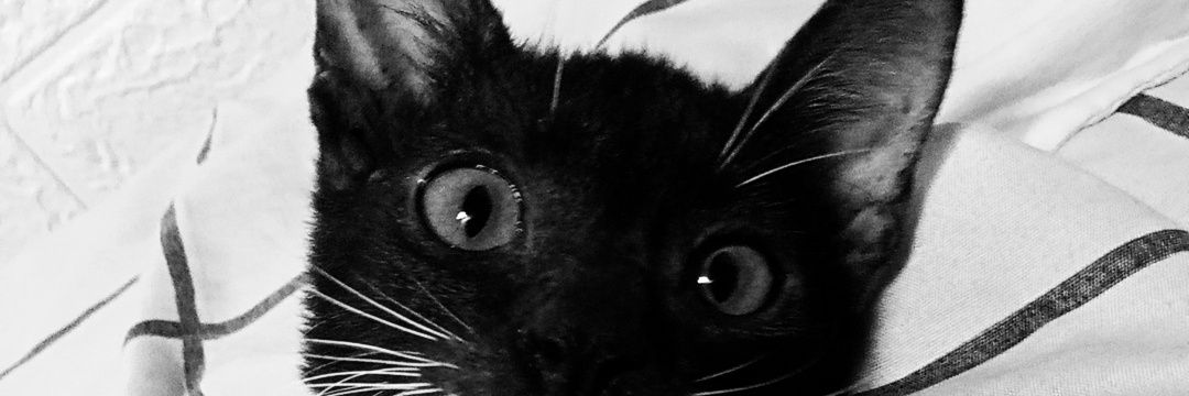 micuhyi's profile banner image