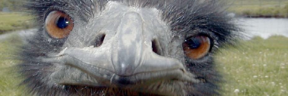 Brittany Bennett banner