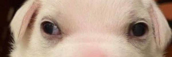 Ooferellaa Profile Banner