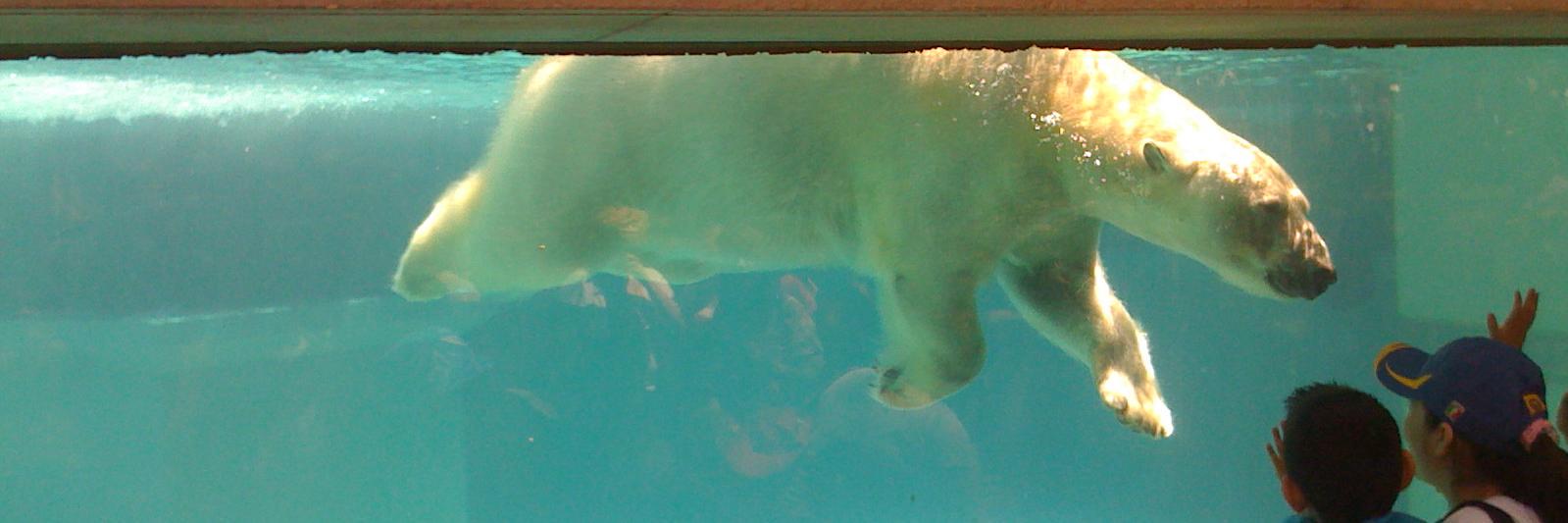 Joe Michaelis banner