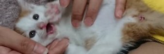 f8FHplo7xKAa5HA's profile banner image