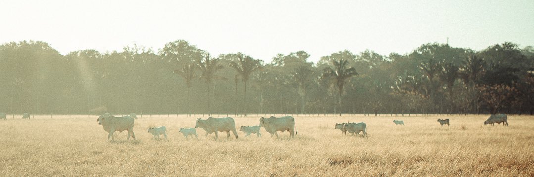 reedwalchle's profile banner image