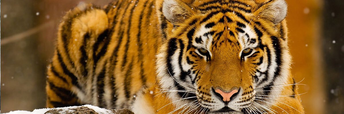 Curt2Fly_'s profile banner image