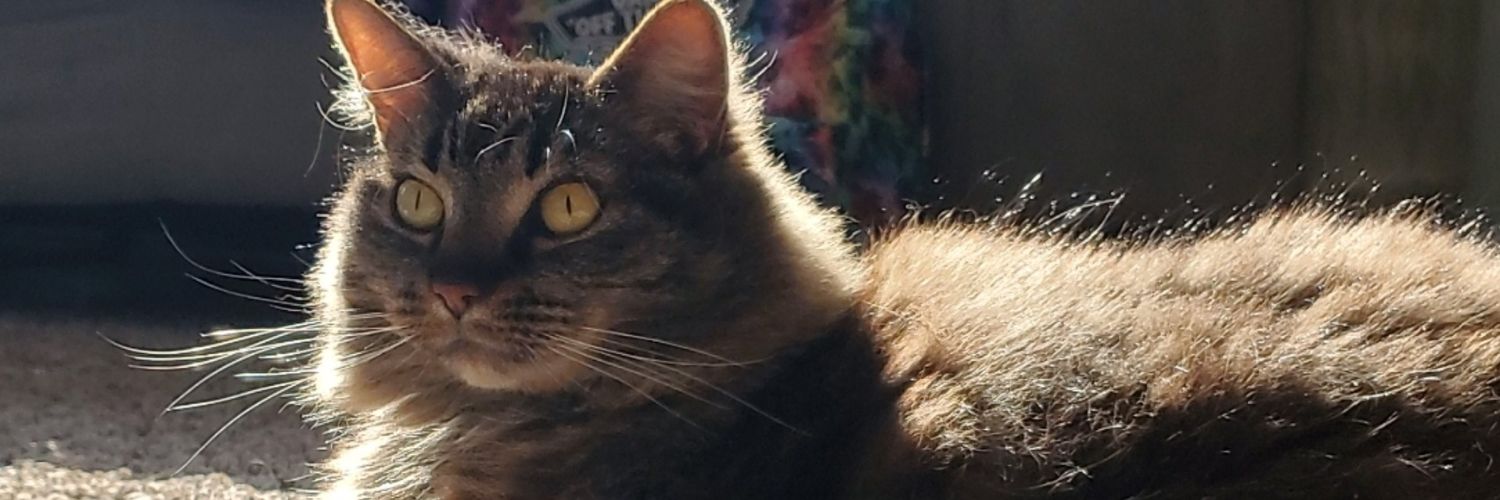 KatelynFifield's profile banner image