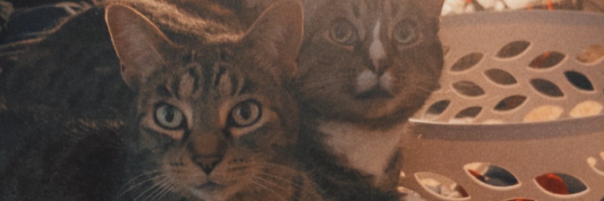 808_ANT's profile banner image