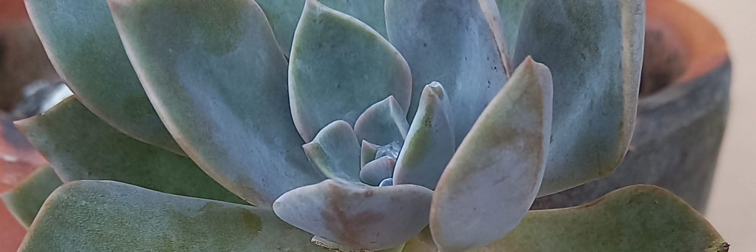 Naturalbrowning's profile banner image