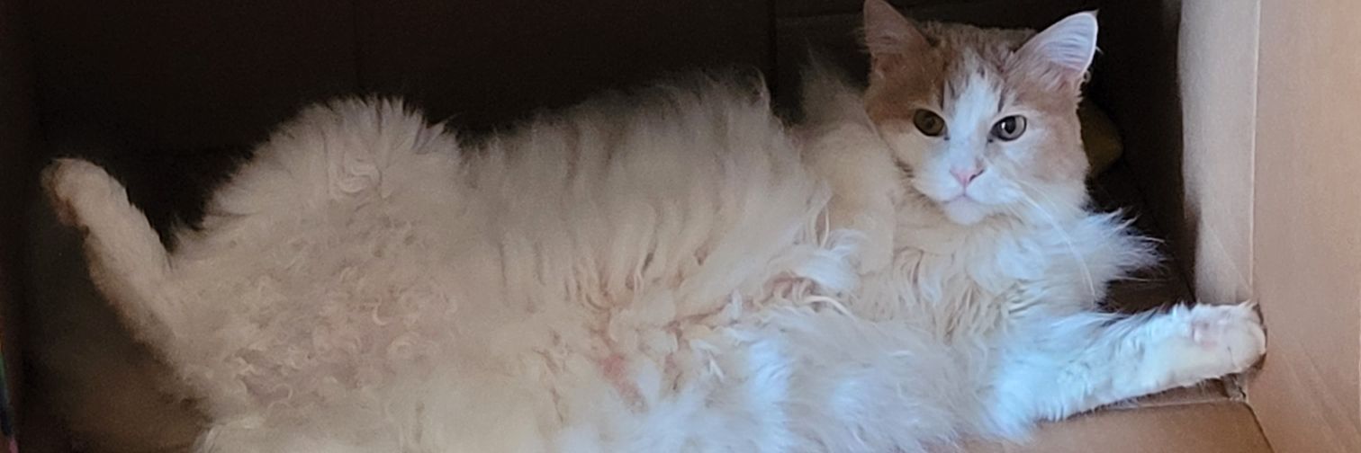 Zackbs's profile banner image