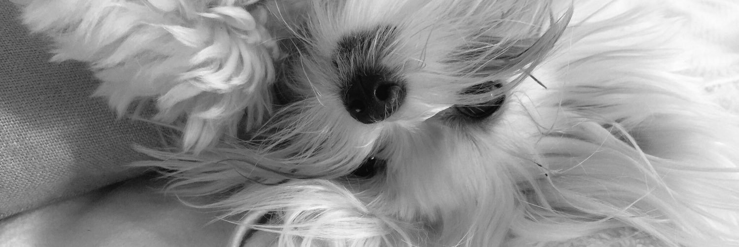 MalteseLuna's profile banner image