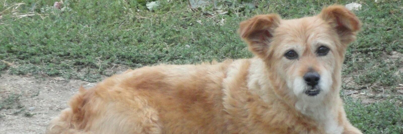 Javi Escudero banner