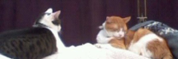 Margo1954White Profile Banner