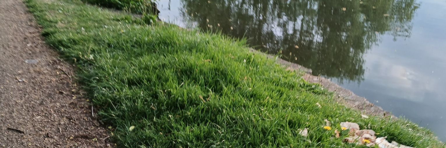 Mitch banner
