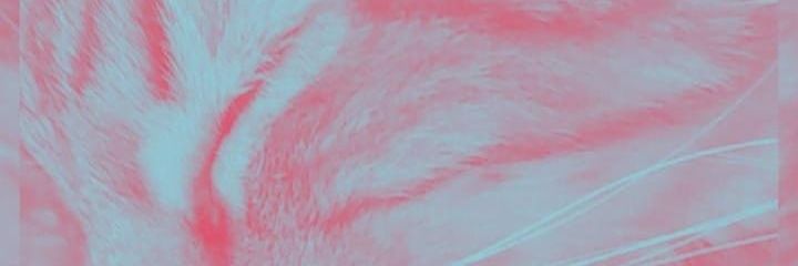 vaneegualito's profile banner image