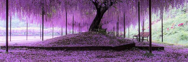 aymani14 Profile Banner