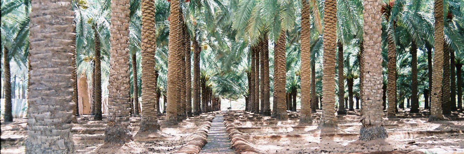 سبهان السبهان ١٧٢٧م 🇸🇦 banner