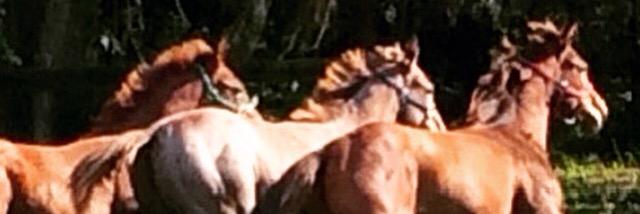 equuseas's profile banner image