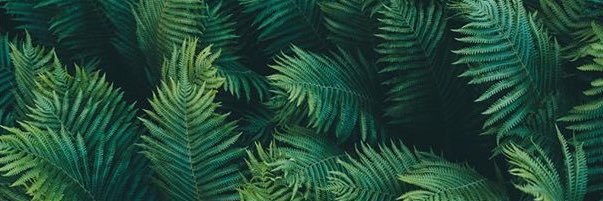 C_bdn's profile banner image