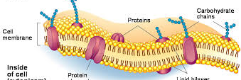 MembraneWall's profile banner image
