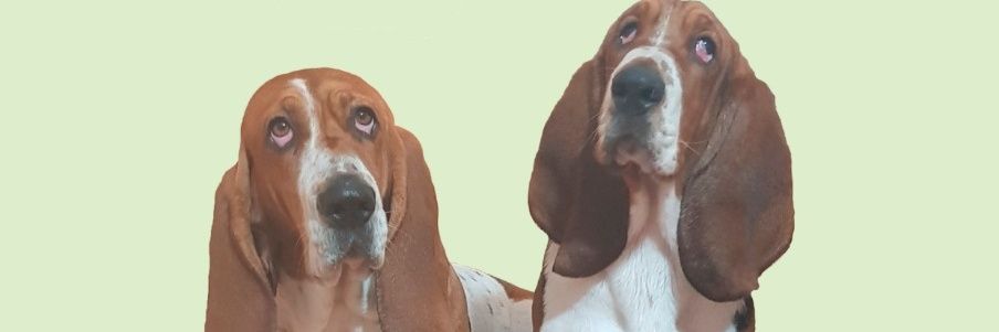 PizzioRenzo's profile banner image