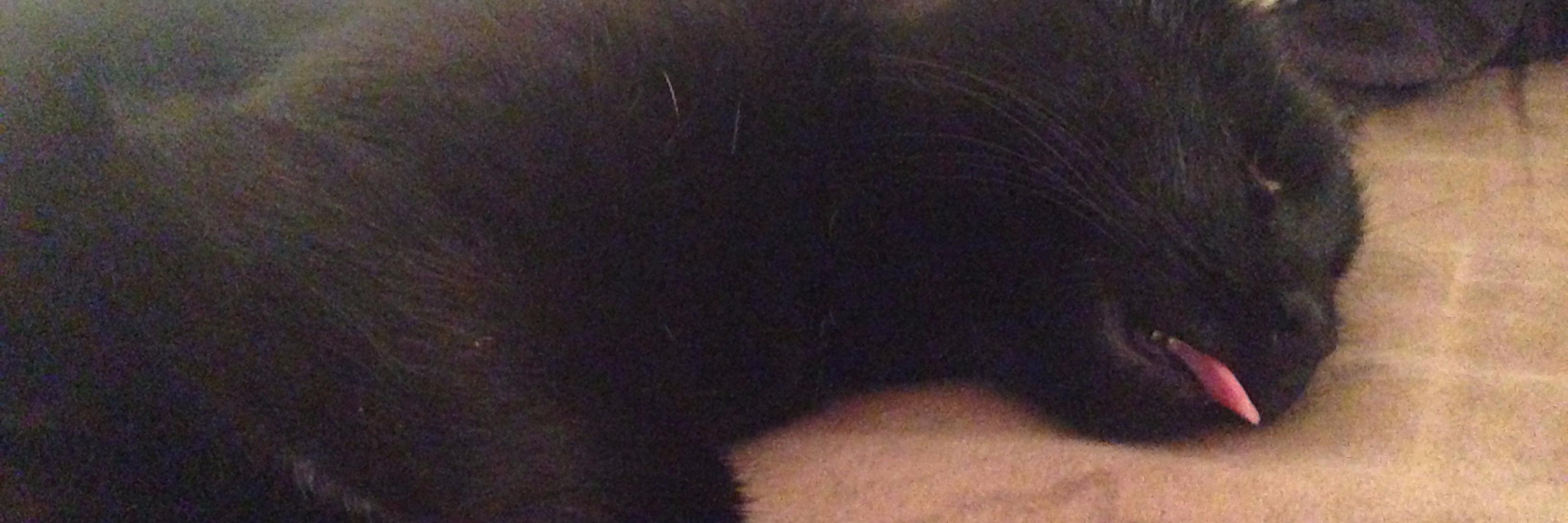 tejasosteric's profile banner image