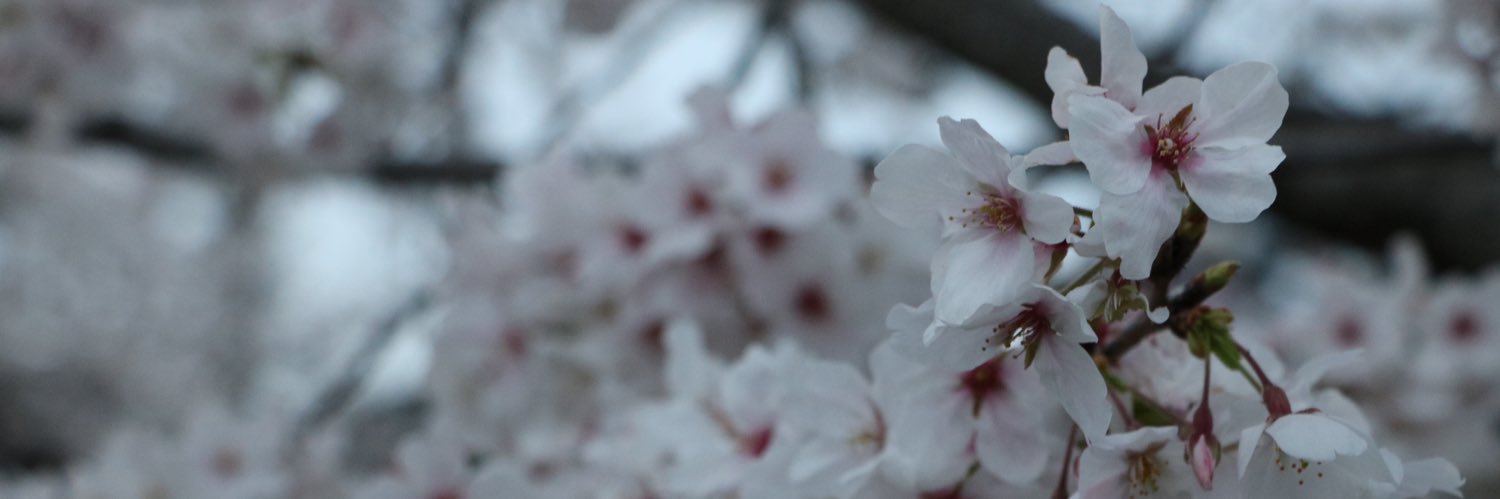 やなぎ banner