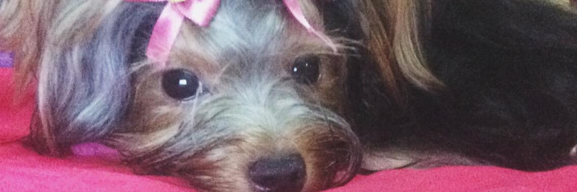 LaraBeatrizcs's profile banner image