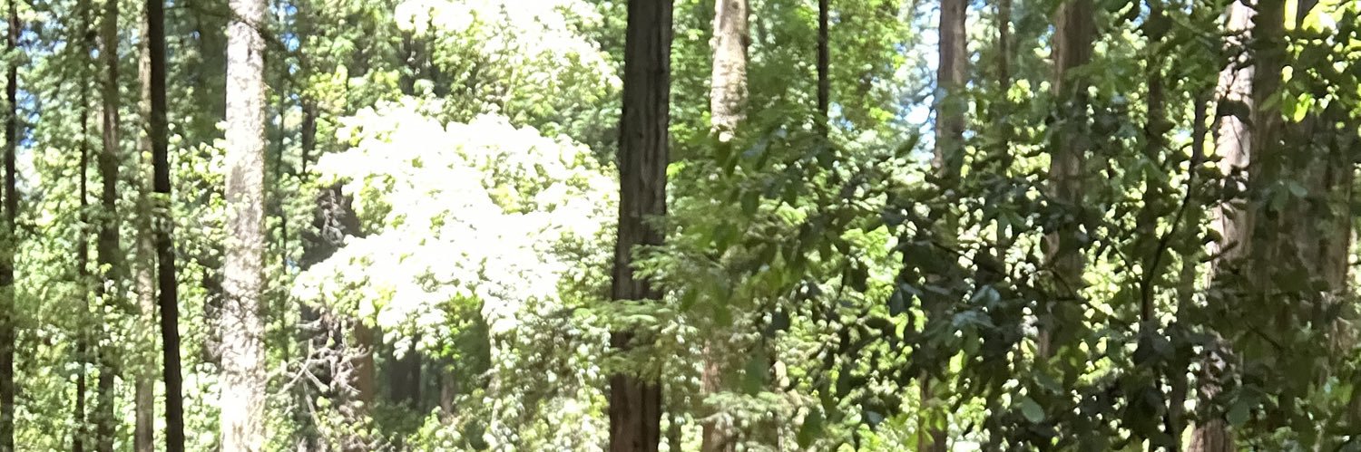sandyjcolling's profile banner image