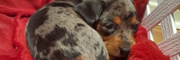 TheAnnarf Profile Banner