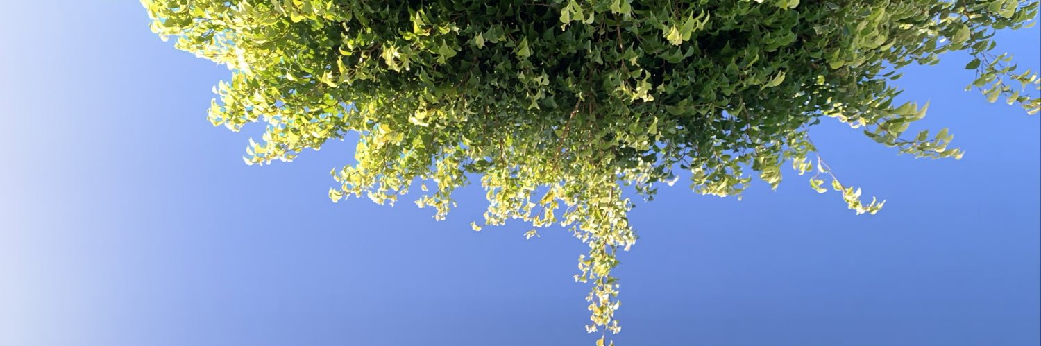mariloe_sa's profile banner image