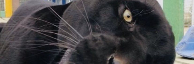 andreeitaprieto's profile banner image