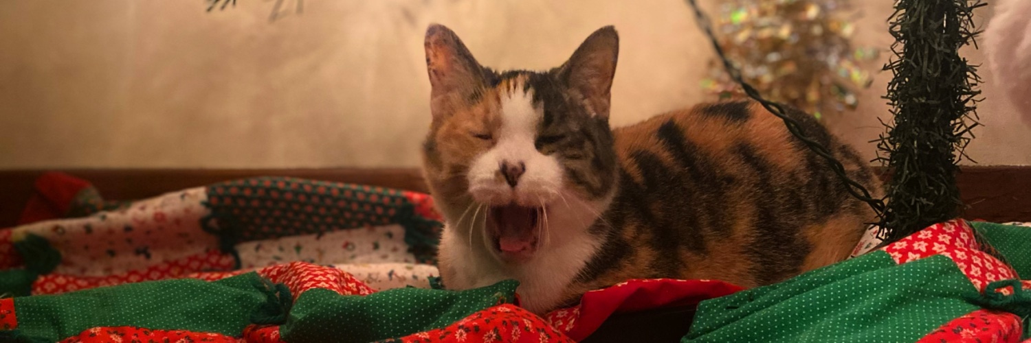 CourtneyGostas's profile banner image