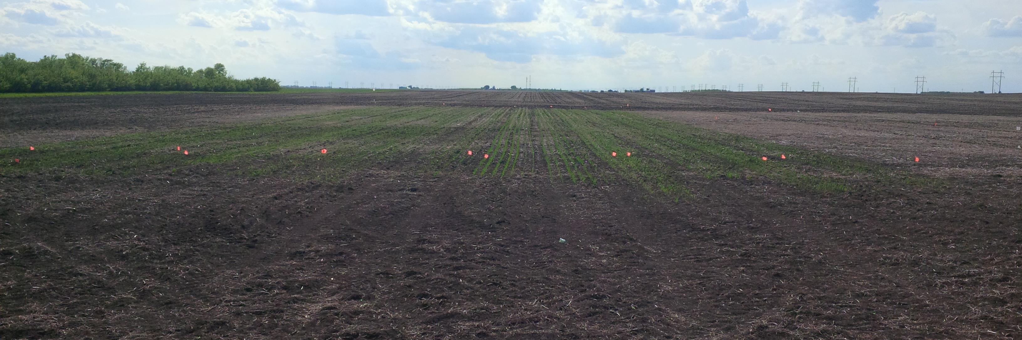 Cordon Geisam banner