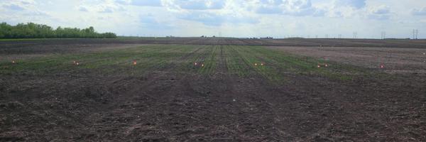 CordonGeisam Profile Banner