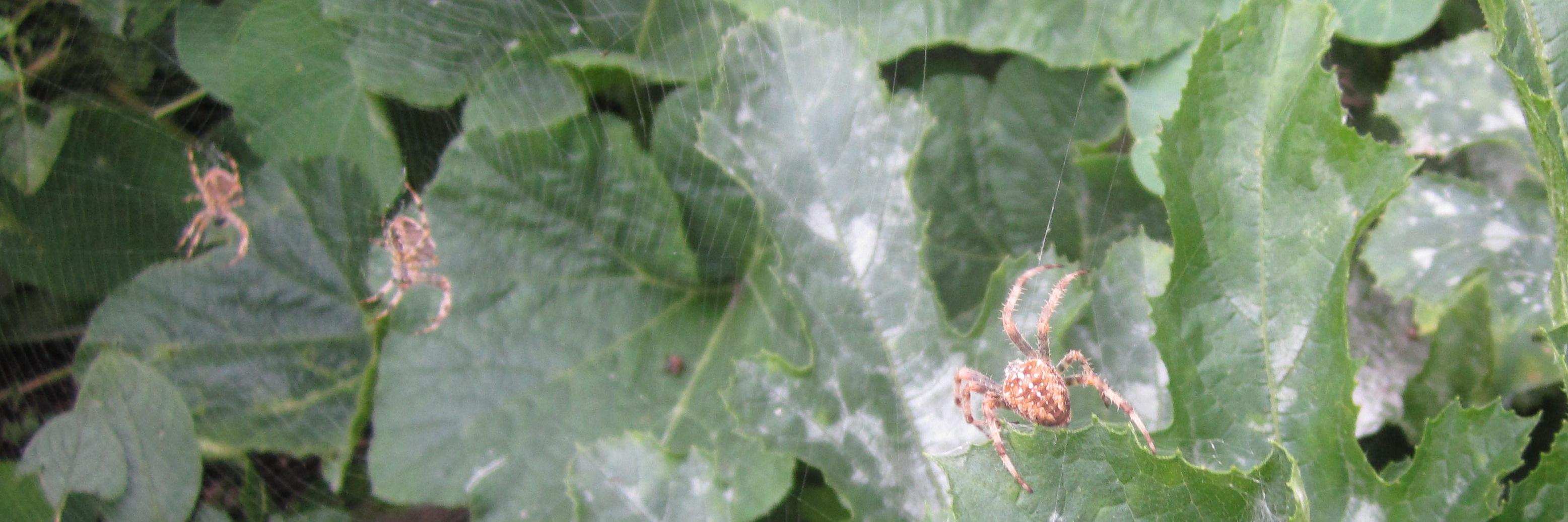 spidersfromstow's profile banner image