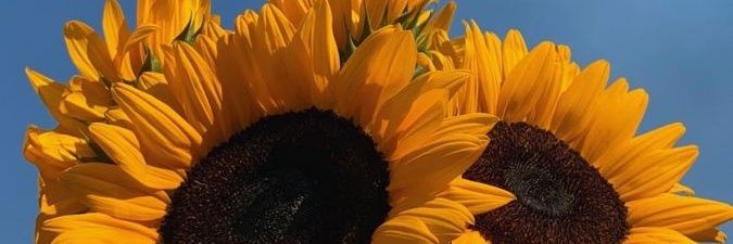 dumptxt_'s profile banner image