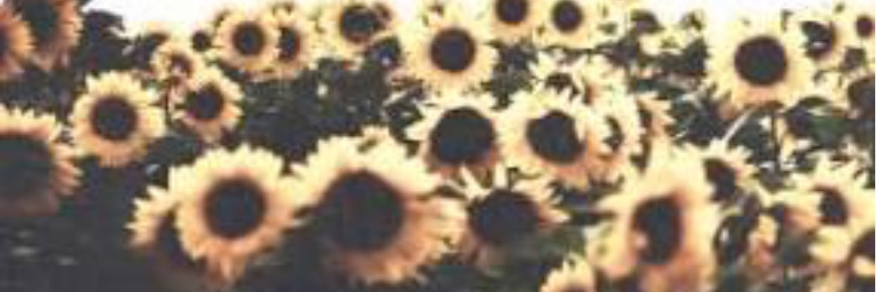 TaylorMucker's profile banner image