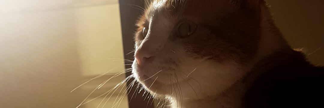 samsberthier's profile banner image